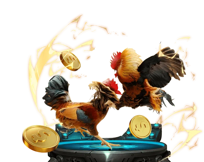 Trận đấu gà chọi kịch tính tại Cá Nemo